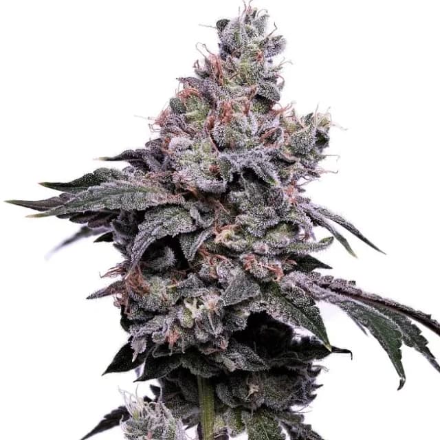 Valley Ghash cannabis seeds packaging — Royal King Seeds USA
