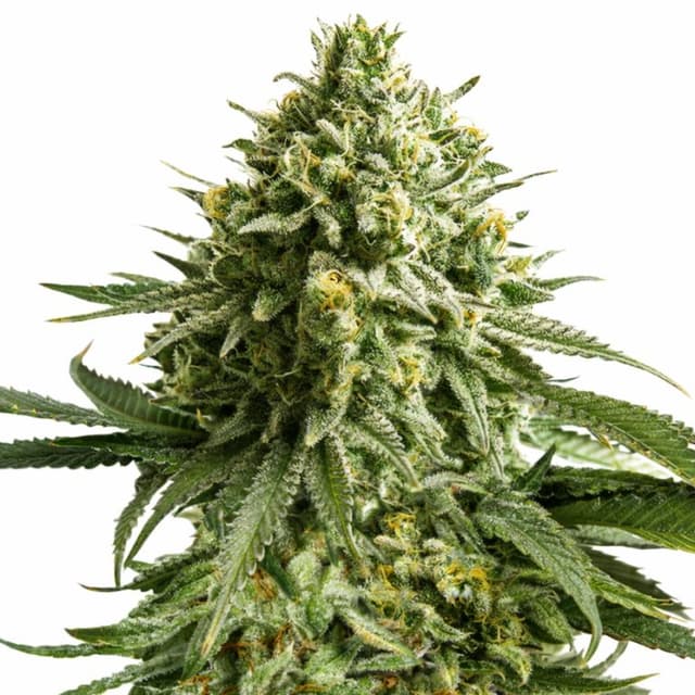 Wedding Cake cannabis seeds packaging — Royal King Seeds USA
