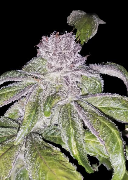 Whitaker Blues cannabis seeds packaging, Royal King Seeds USA