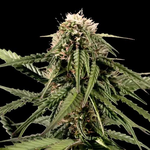 White Nightmare cannabis seeds packaging, Royal King Seeds USA