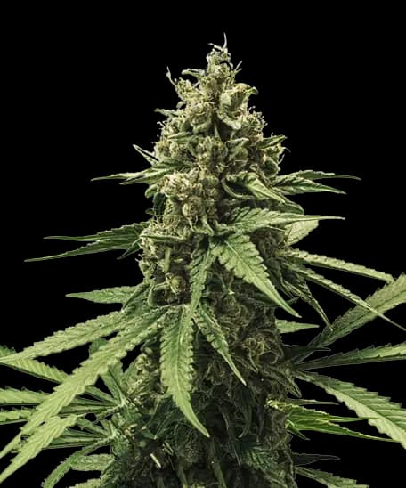 White Rhino cannabis seeds packaging, Royal King Seeds USA