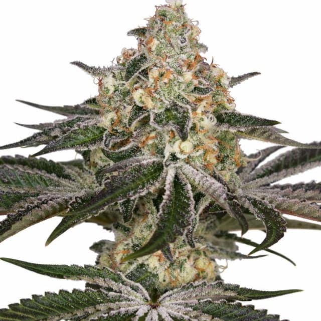 White Widow cannabis seeds packaging — Royal King Seeds USA