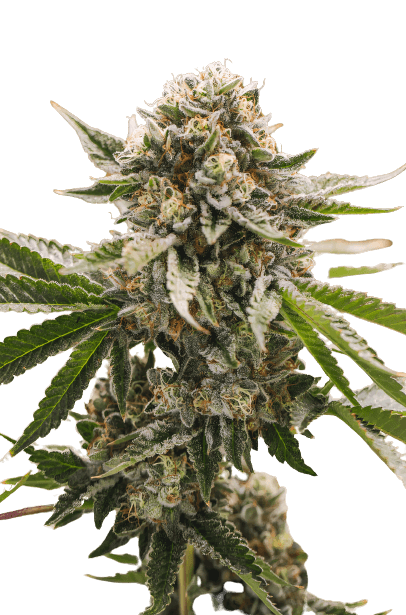X-Wing cannabis seeds packaging, Royal King Seeds USA
