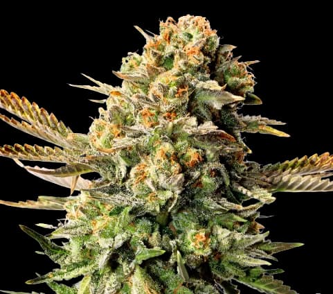 XXX OG cannabis seeds packaging — Royal King Seeds USA