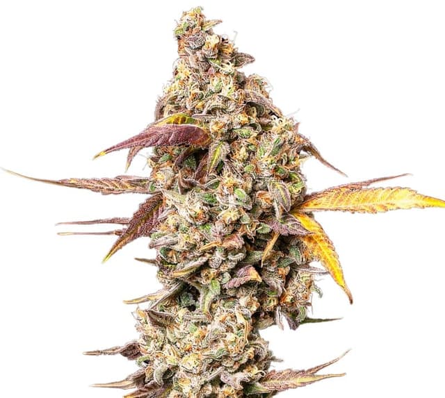 Yoda OG cannabis seeds packaging, Royal King Seeds USA