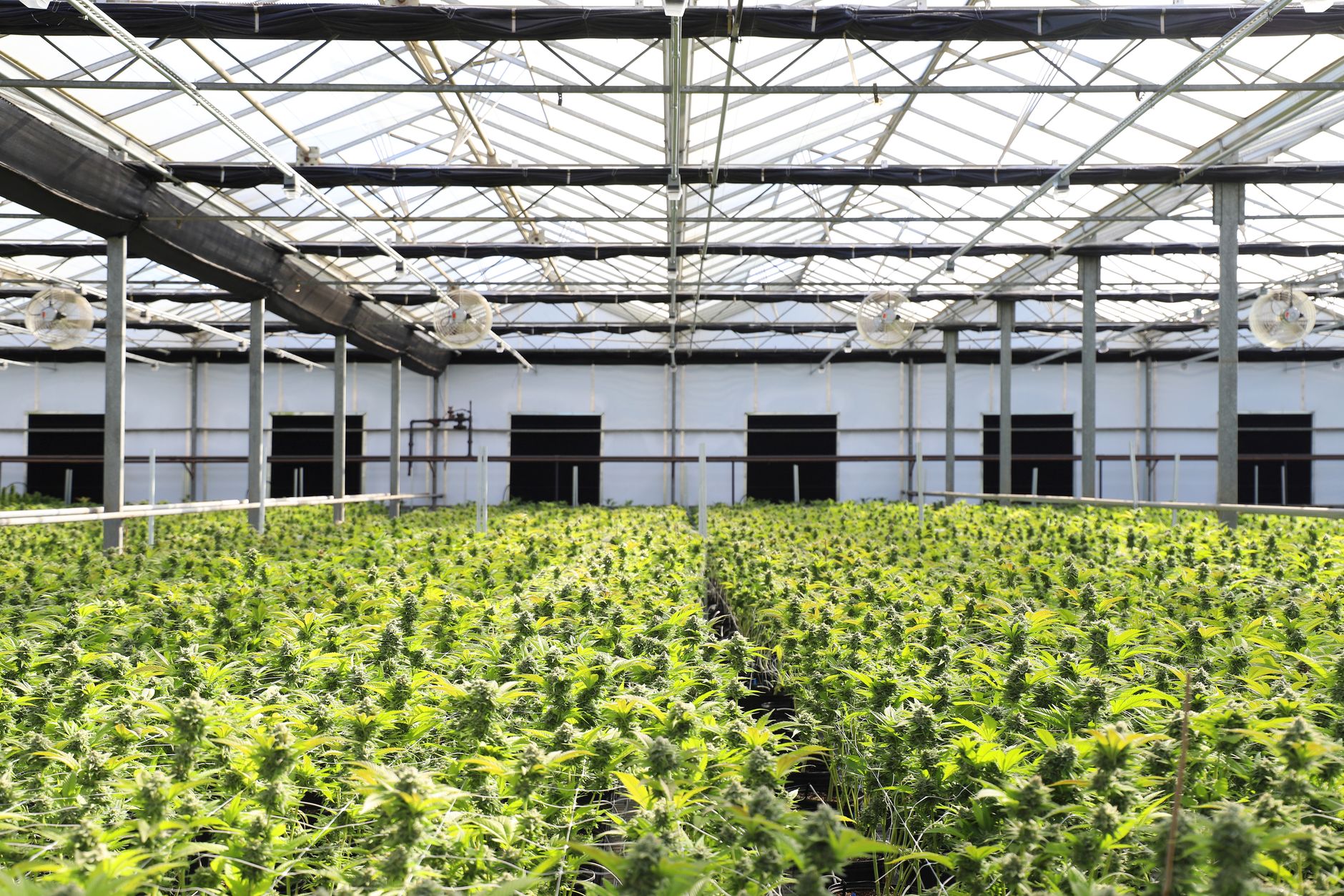 A vibrant indoor greenhouse with abundant cannabis plants thriving under natural light.