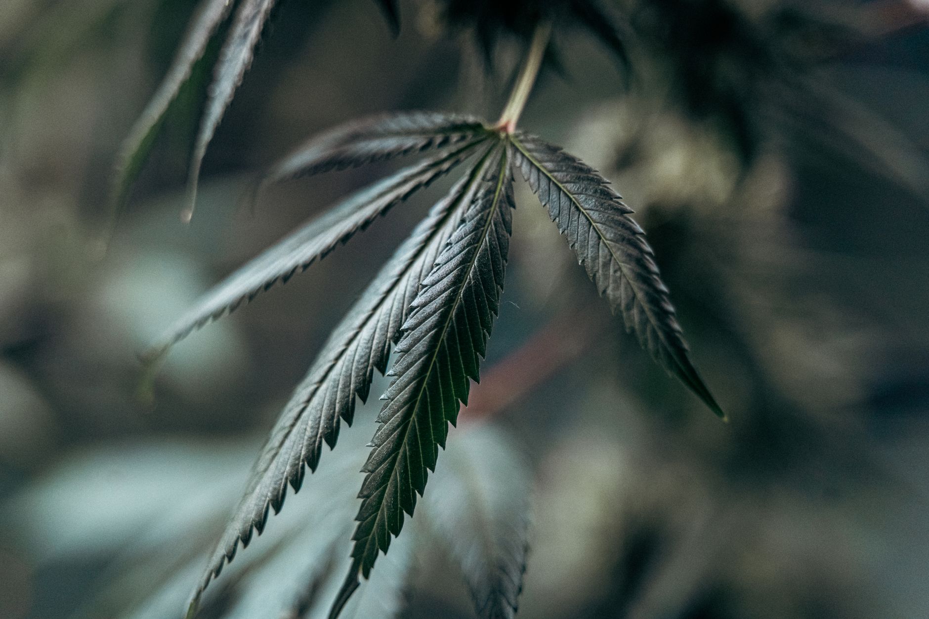 Detailed image of a cannabis leaf with soft focus background, highlighting texture and growth.