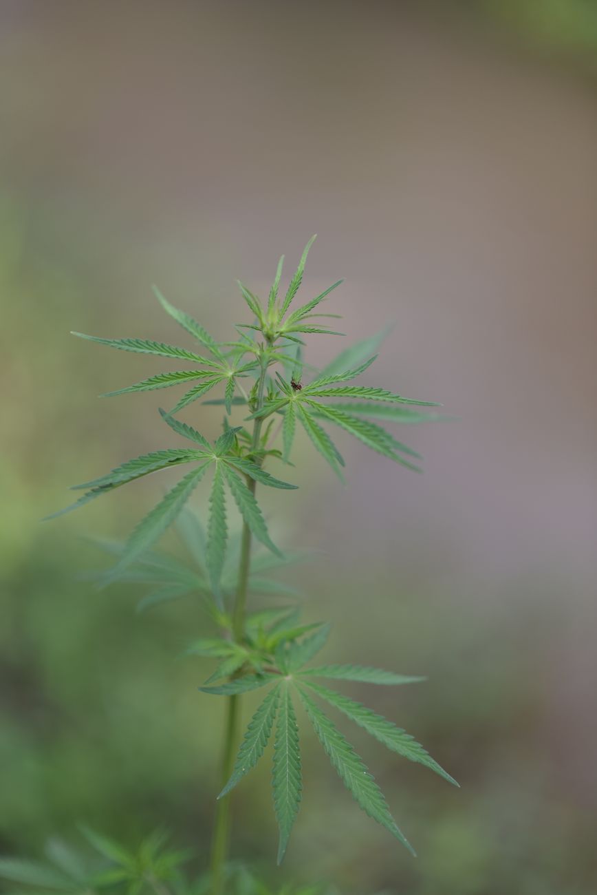 A detailed view of a cannabis plant with vibrant green leaves, captured outdoors.