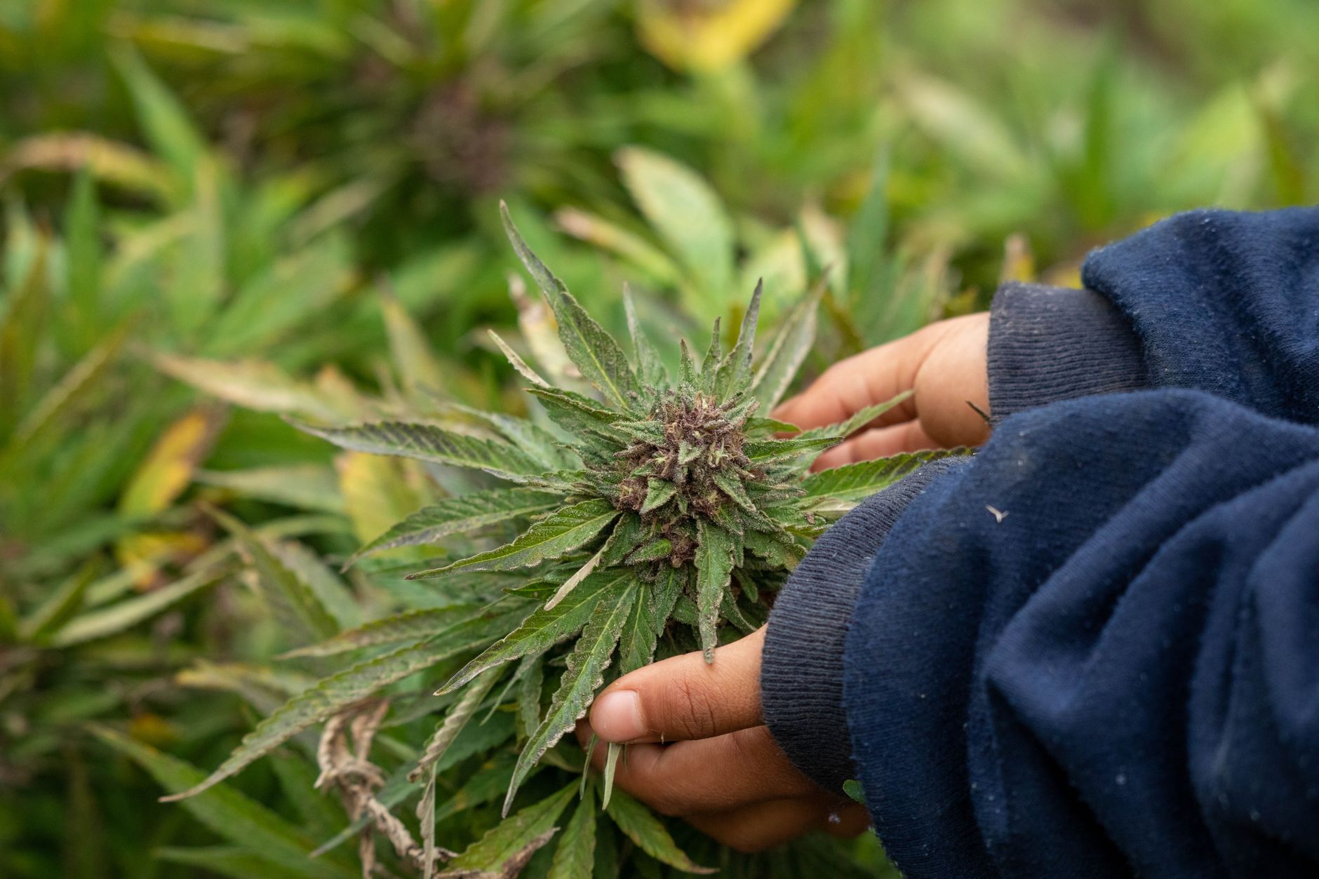 Hands gently holding a mature cannabis plant outdoors, showcasing growth and natural cultivation.