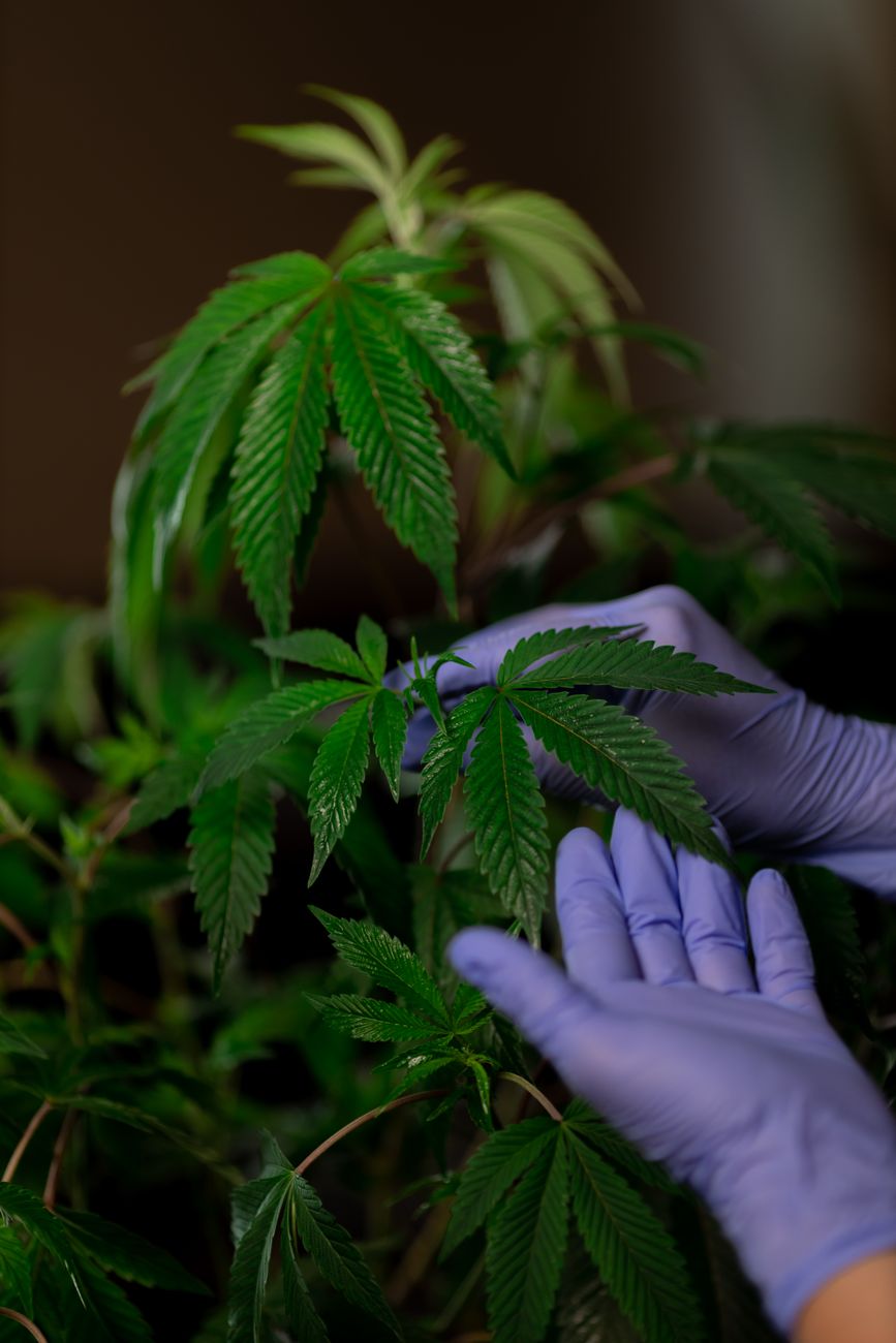 Hands in gloves examining cannabis plant leaves indoors, emphasizing growth and cultivation.