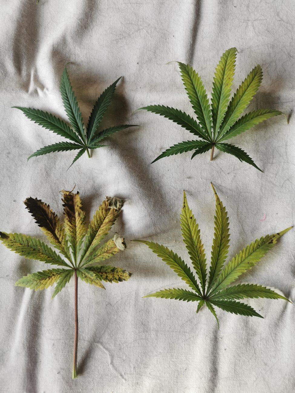Assorted cannabis leaves displayed on a textured fabric surface.