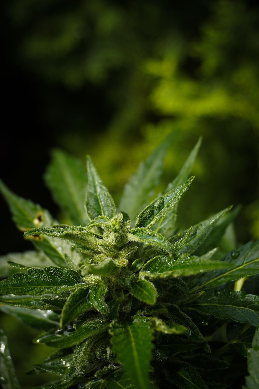 High-quality macro shot of a cannabis plant showcasing green leaves and visible trichomes.