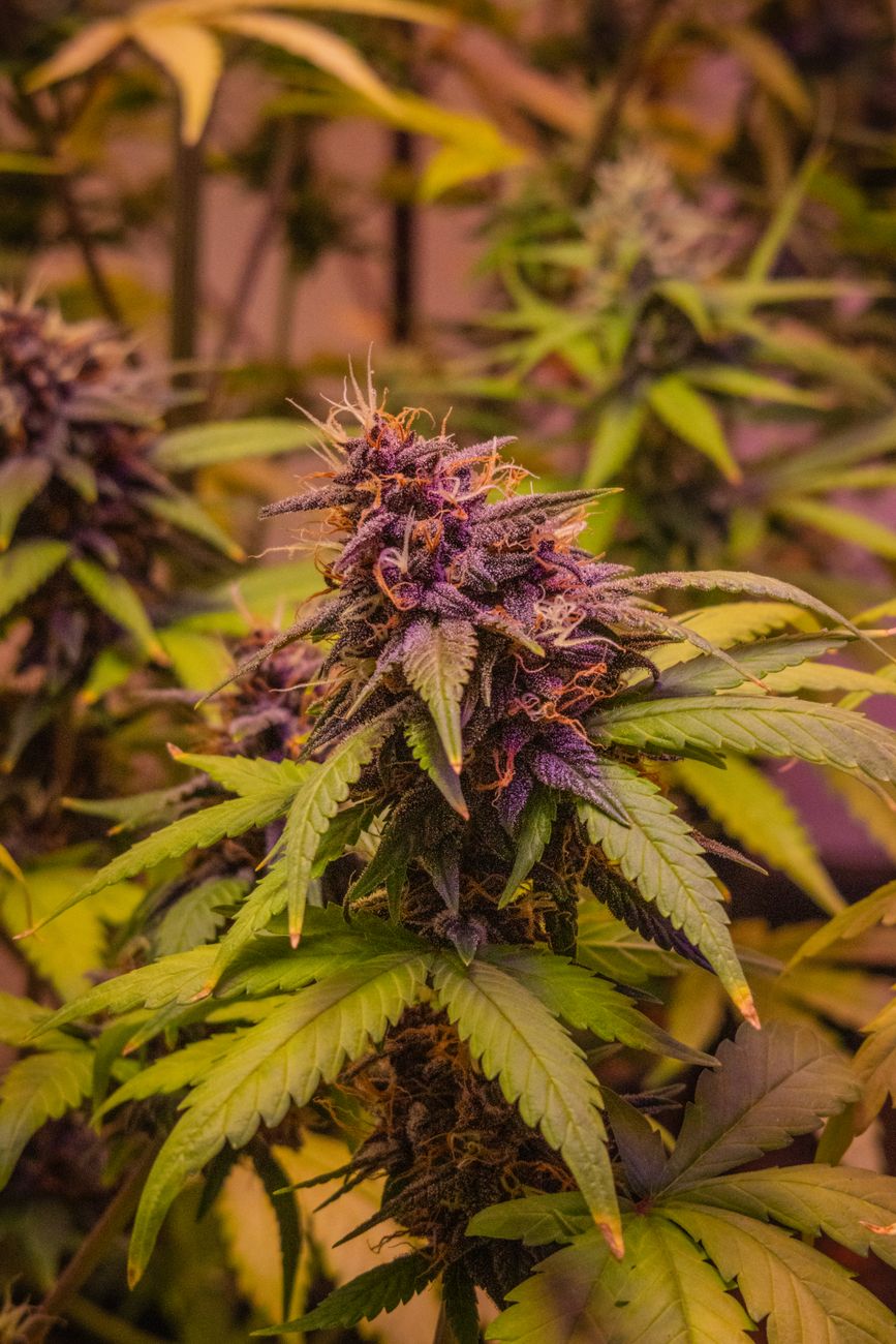 Detailed image of a cannabis plant with vibrant purple buds, highlighting its growth stage.