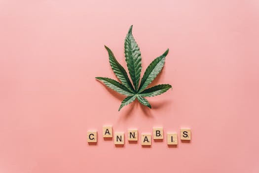Flat lay of a cannabis leaf with wooden letters spelling 'cannabis' on pink.