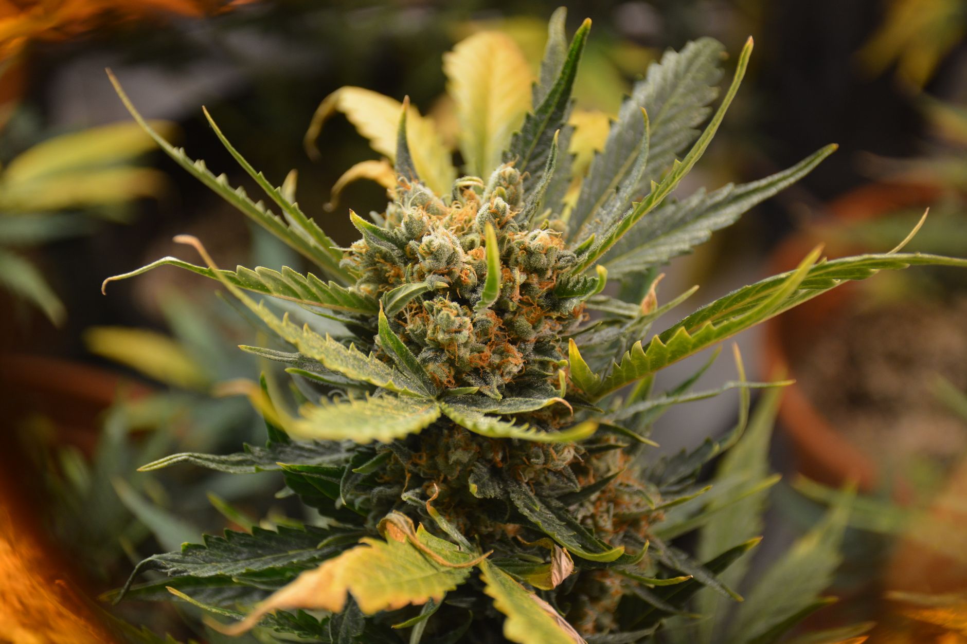 Detailed view of a cannabis plant with vibrant leaves and buds, captured in Prague.