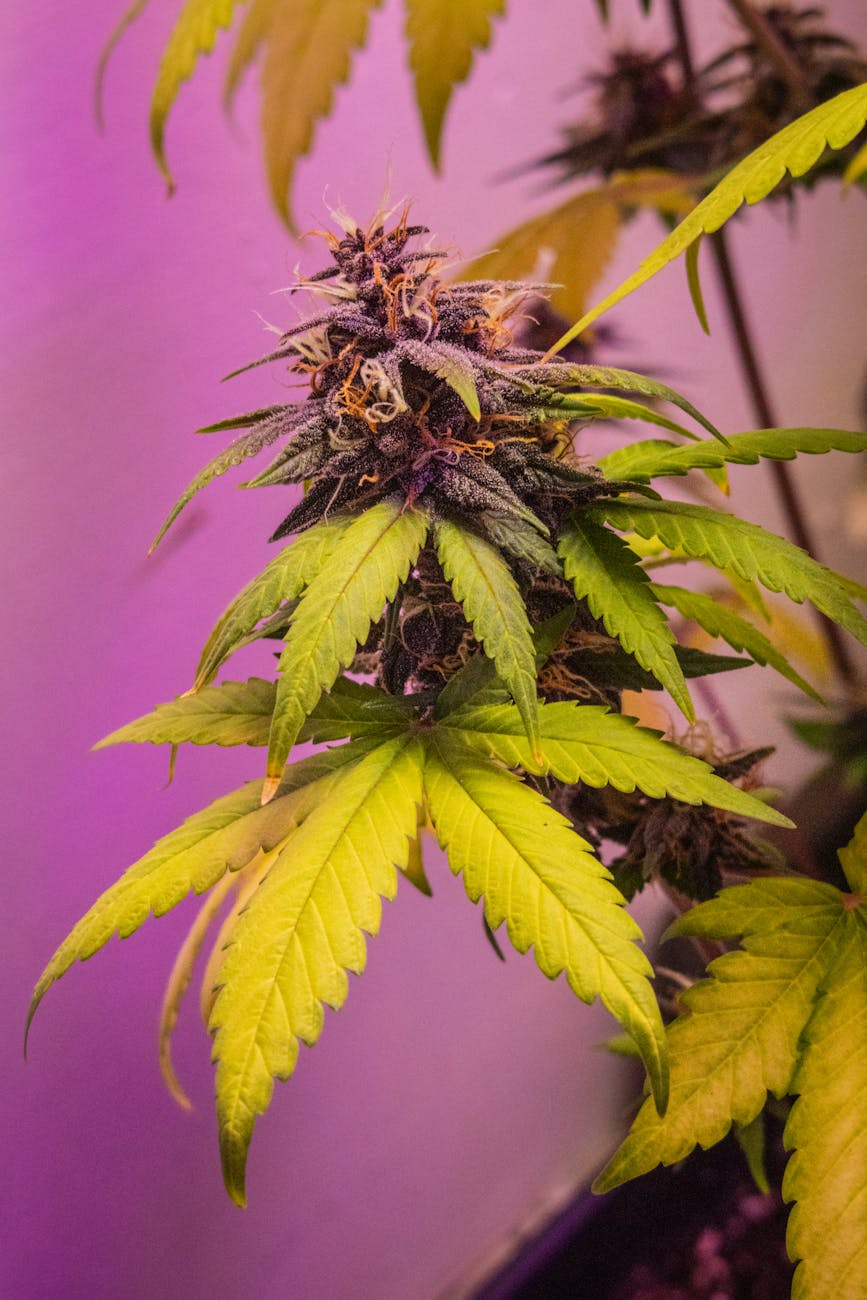Detailed view of a cannabis plant with colorful buds and leaves under purple light.