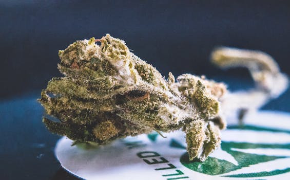 Detailed view of a dried cannabis bud, showcasing its texture and trichomes.