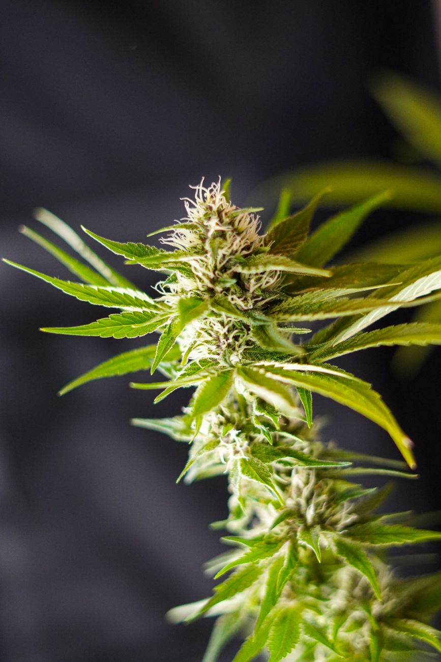 Vertical shot of vibrant cannabis bud with green leaves, showcasing trichomes and textures.
