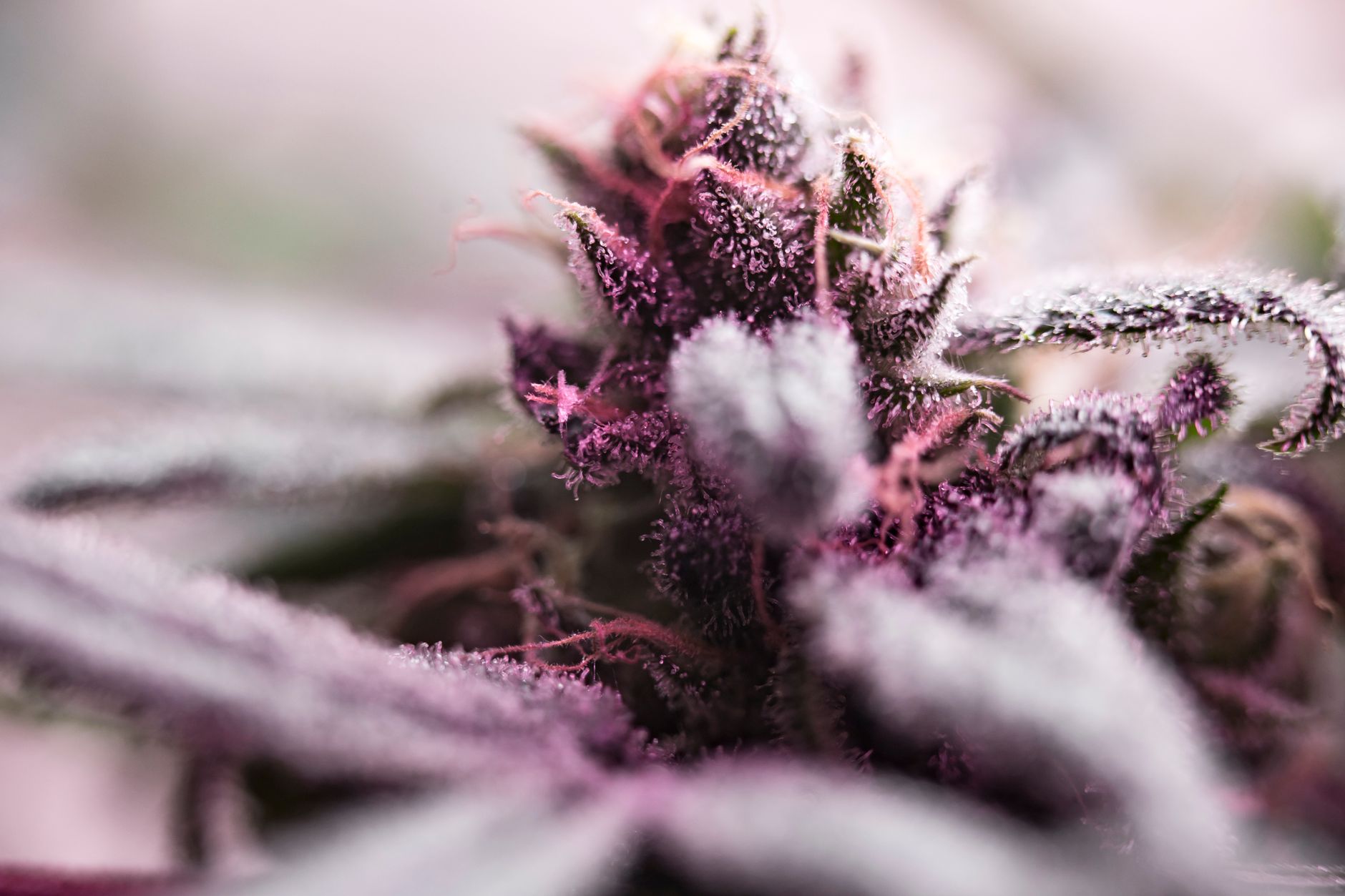 Detailed macro shot of a frosty cannabis bud with vibrant colors, captured in soft focus.