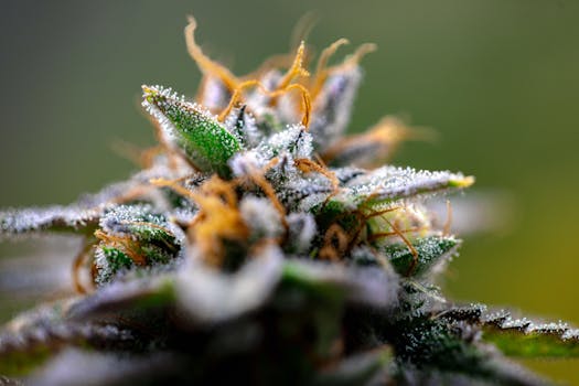 Close-up of cannabis bud showing frosty trichomes in a serene outdoor setting.