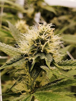 Detailed macro shot of a cannabis plant flower showing its intricate details and trichomes.