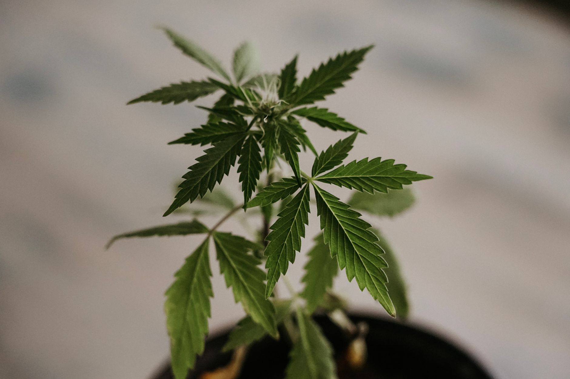 Detailed close-up of green cannabis leaves, showcasing their unique serrated edges.