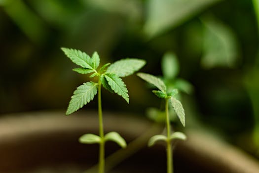 Close-up of cannabis seedlings in early growth stage with vibrant green leaves.