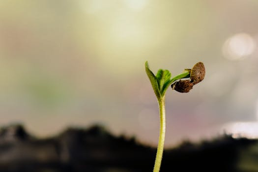 Detailed shot of a young cannabis seedling emerging from soil, highlighting its early growth stages.