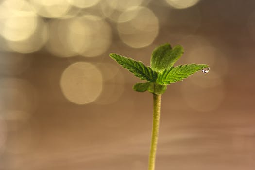 Close-up of a cannabis seedling with a water droplet on leaf, showcasing growth and freshness.