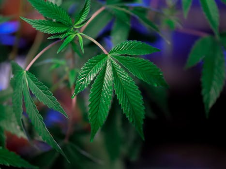 Sharp focus on vibrant green cannabis leaves showcasing growth and health.