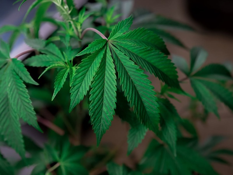 Healthy cannabis plant with vibrant green leaves β natural growth regulators and organic inputs support plant health without synthetic chemical intervention