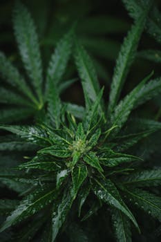 A detailed view of fresh cannabis plant leaves with dew droplets showcasing nature's purity and organic growth.