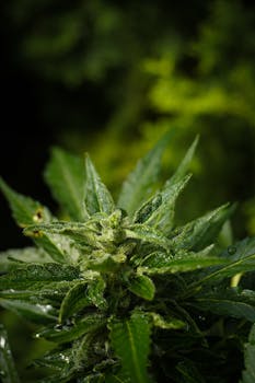High-quality macro shot of a cannabis plant showcasing green leaves and visible trichomes.
