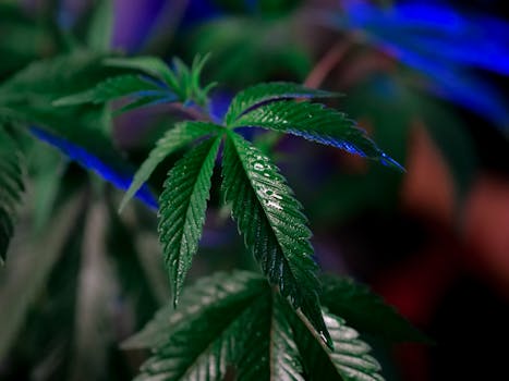 Detailed close-up of lush cannabis leaves with water droplets, exhibiting vibrant green hues.