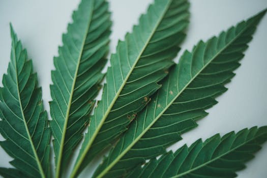 Detailed close-up of green cannabis leaves set against a light background.