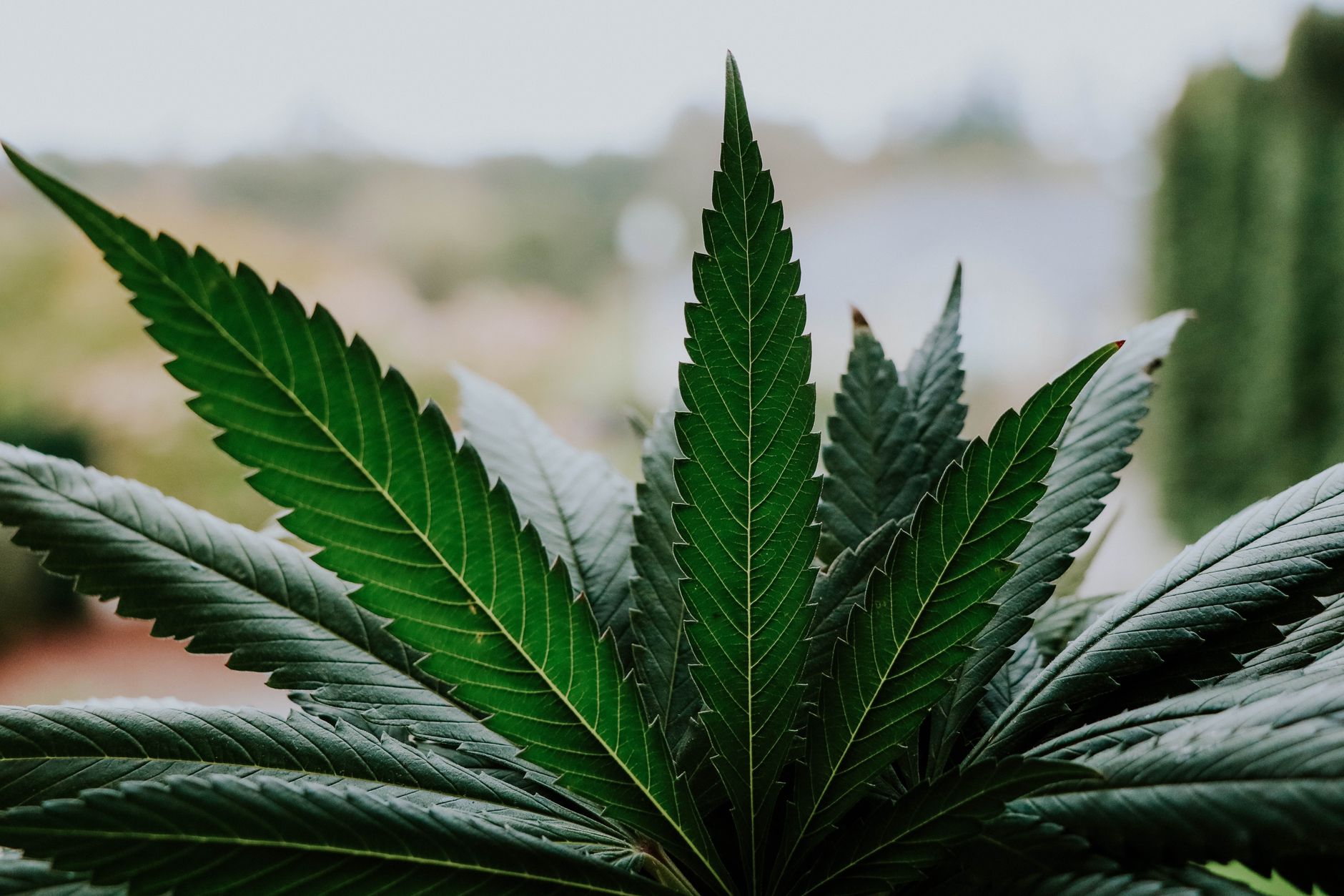 Close-up of vibrant cannabis leaves outdoors, showcasing natural beauty and symmetry.