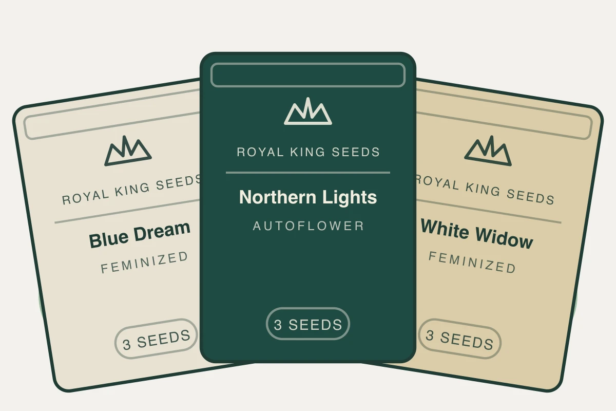 Beginner Grow Pack cannabis seed bundle containing Blue Dream Feminized, Northern Lights Auto, White Widow Feminized