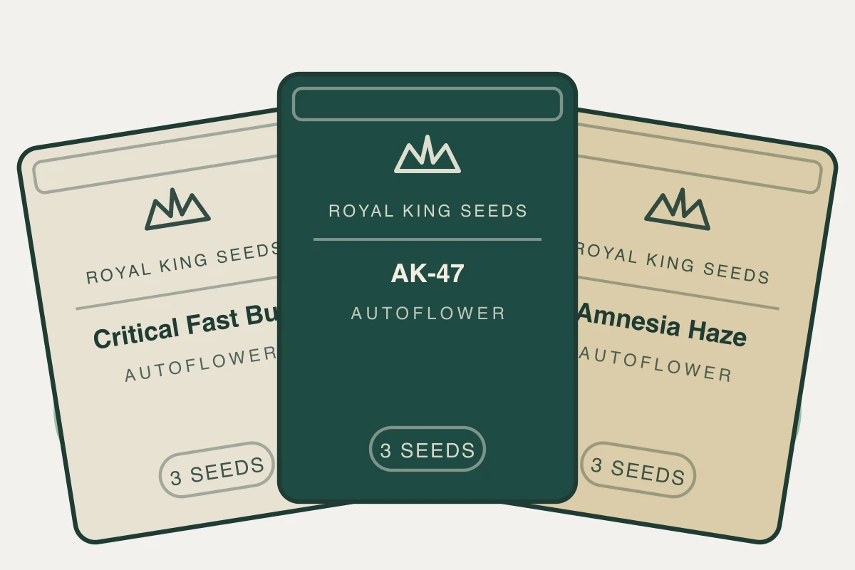 Fast Flowering Pack cannabis seed bundle containing Critical Fast Bud Auto, AK-47 Auto, Amnesia Haze Auto