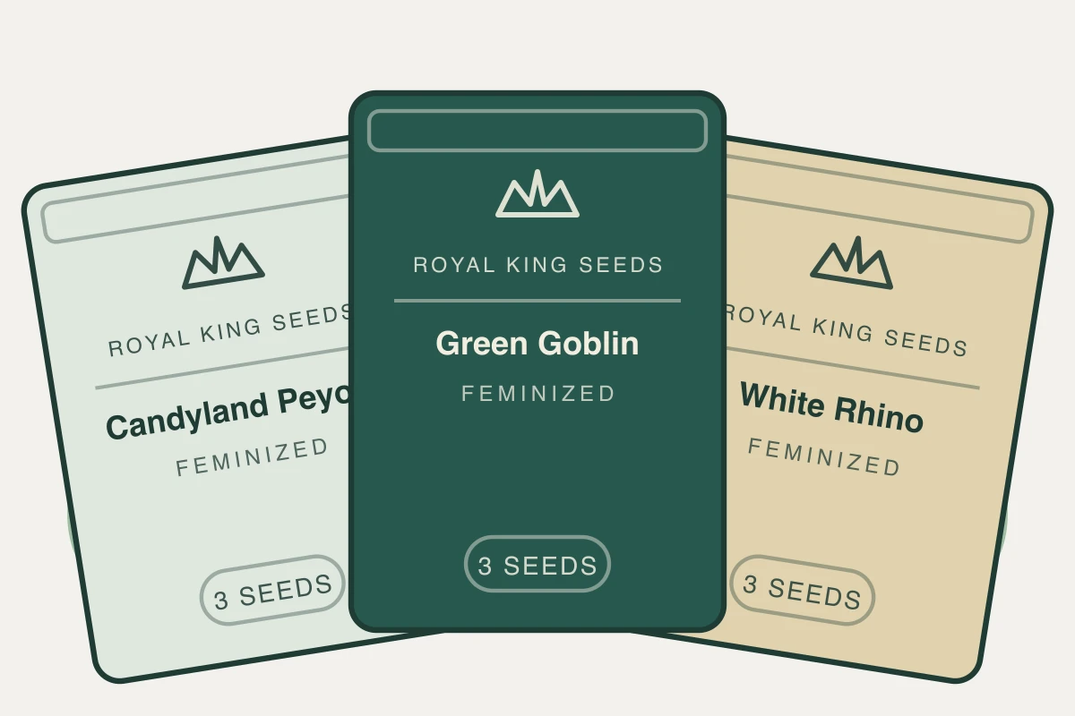 Heavy Harvest Pack cannabis seed bundle containing Candyland Peyote Feminized, Green Goblin Feminized, White Rhino Feminized