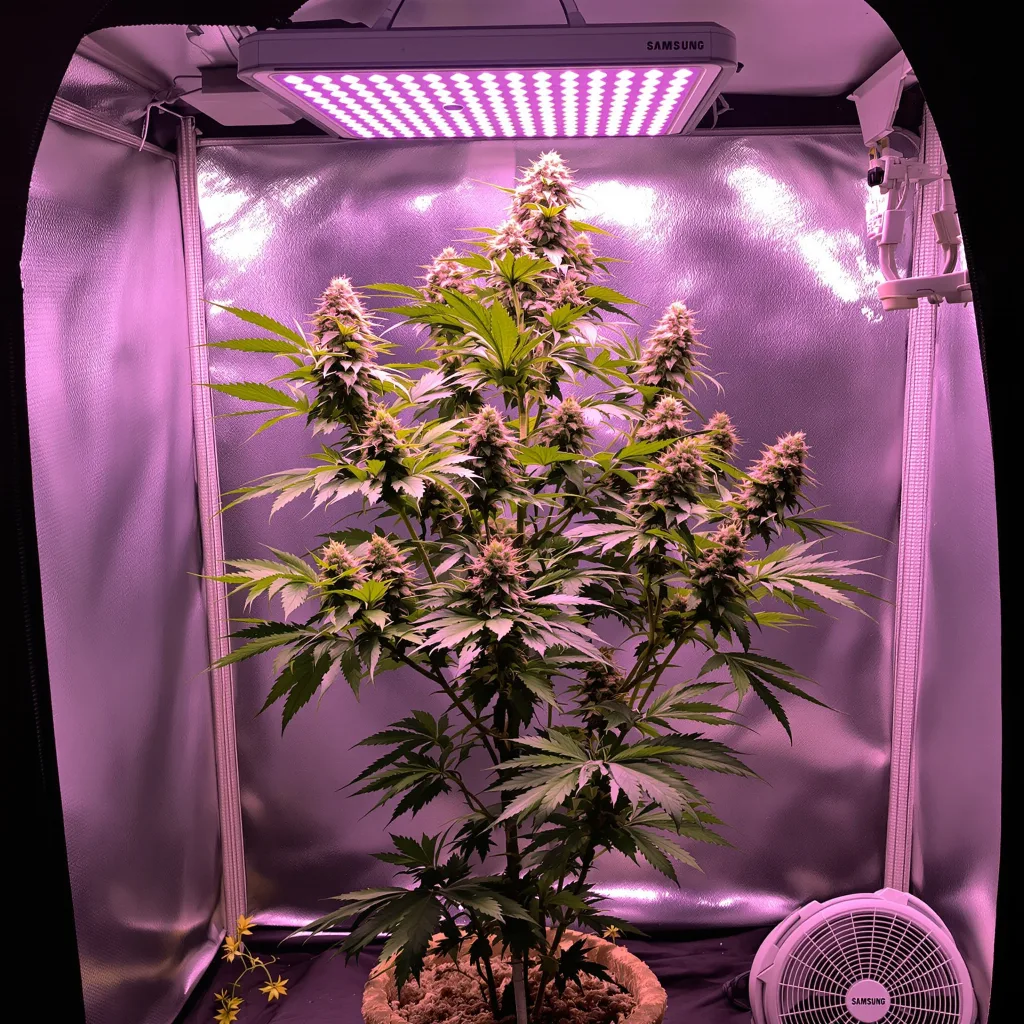 $100 OG cannabis plant in flowering stage — 120-180 cm feminized