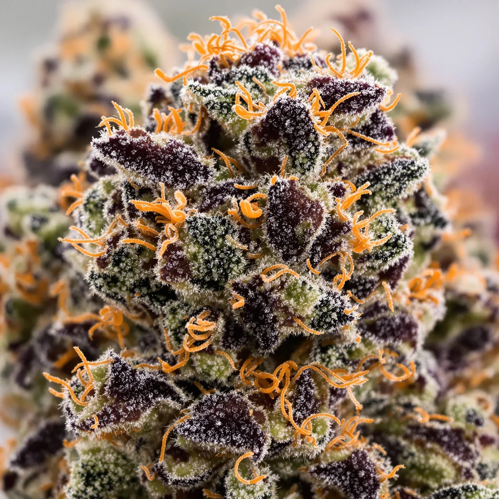 Abusive OG cannabis seeds packaging β Royal King Seeds USA