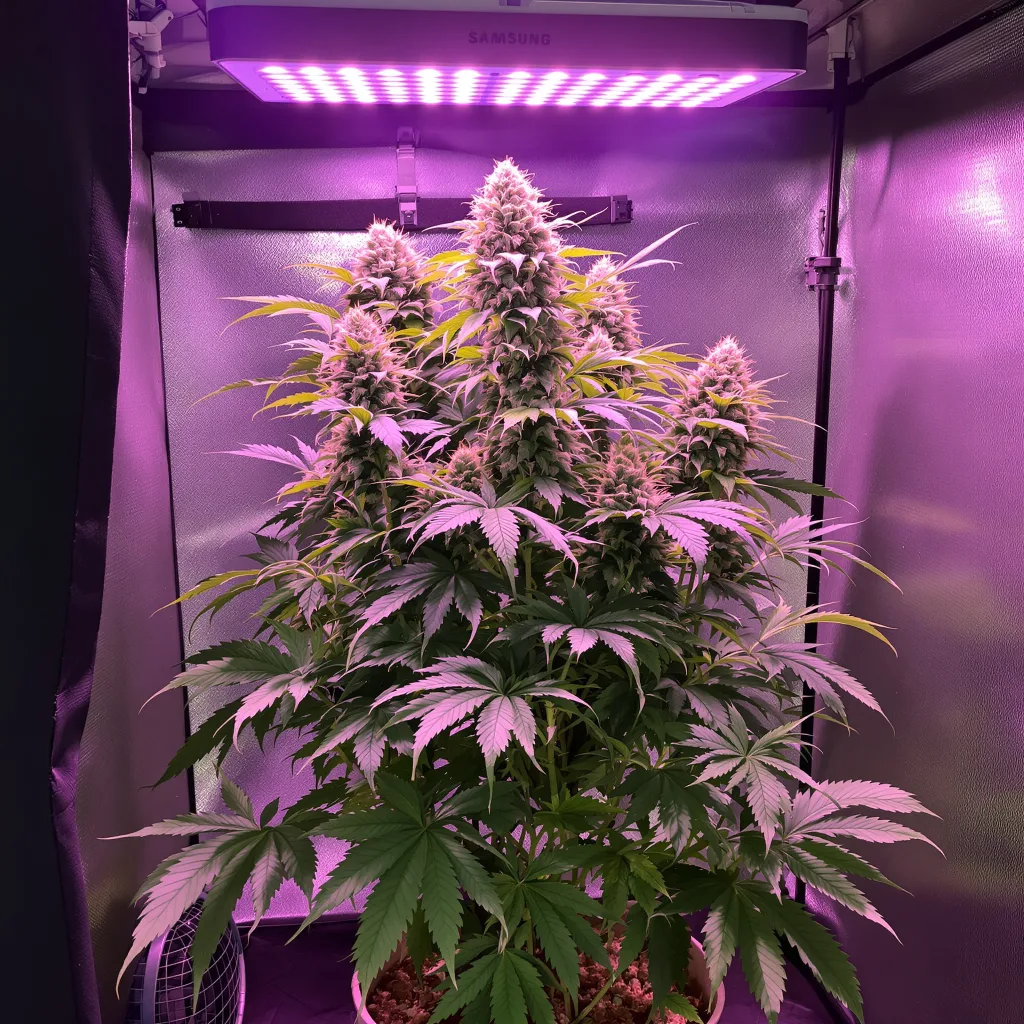 Ace Killer OG cannabis plant in flowering stage, 60-100 cm autoflower