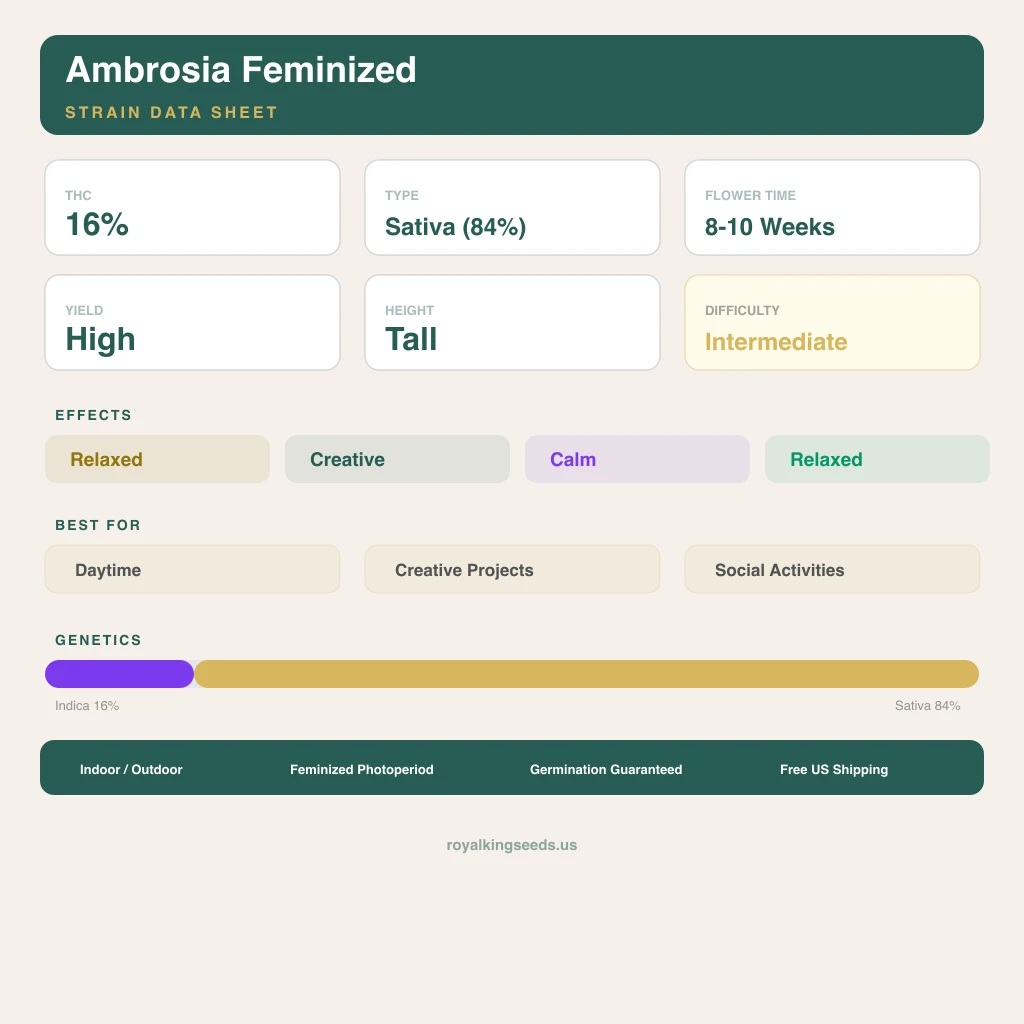 Ambrosia 16% indica / 84% sativa flower with visible trichomes