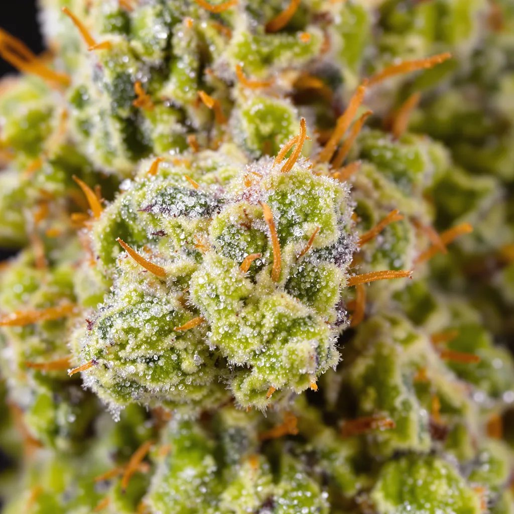 American Haze cannabis plant in flowering stage, 150-200 cm feminized