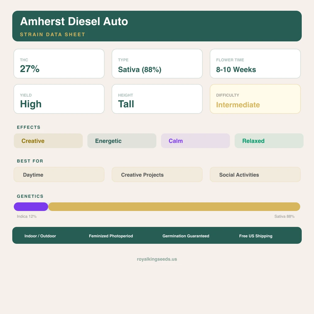 Amherst Diesel 12% indica / 88% sativa flower with visible trichomes