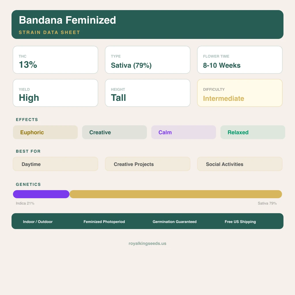 Bandana 21% indica / 79% sativa flower with visible trichomes