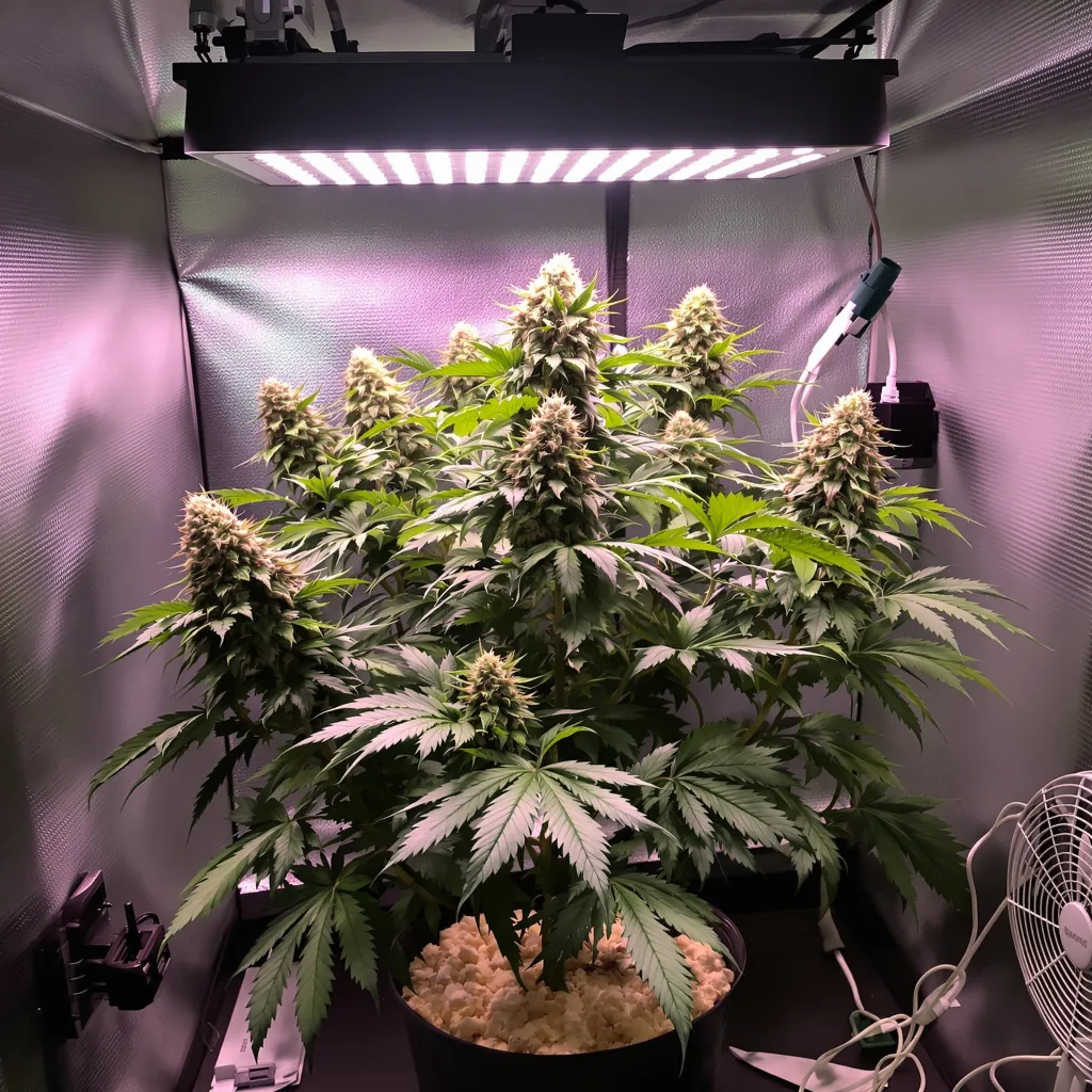 Bay Dream cannabis plant in flowering stage — 90-130 cm feminized