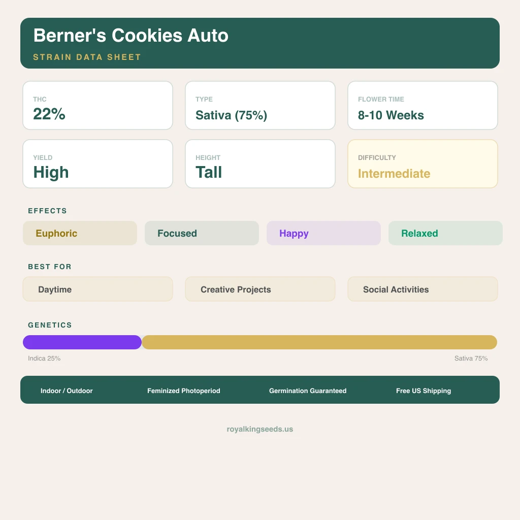 Berner's Cookies 25% indica / 75% sativa flower with visible trichomes