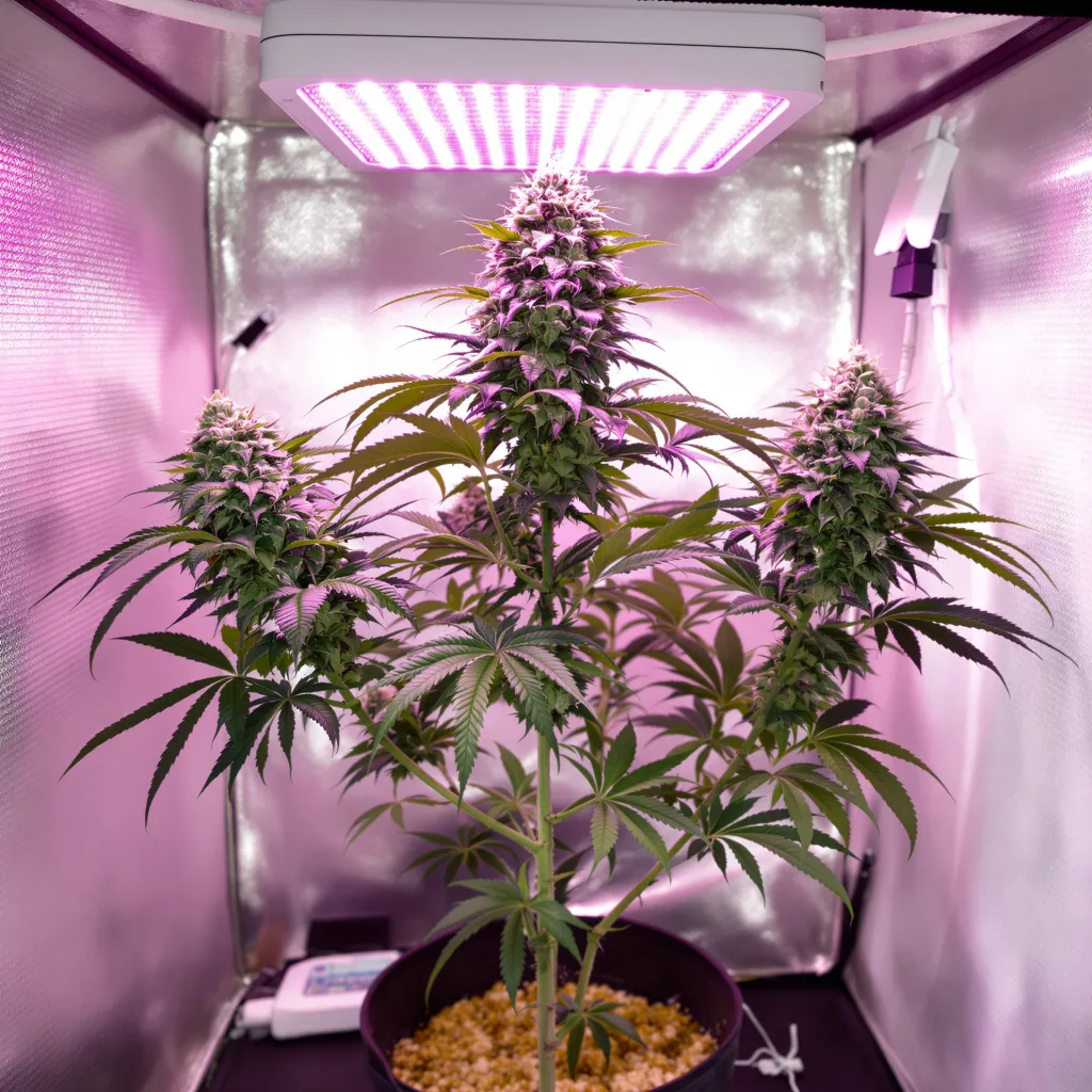 Black Bubba cannabis plant in flowering stage, 60-100 cm autoflower