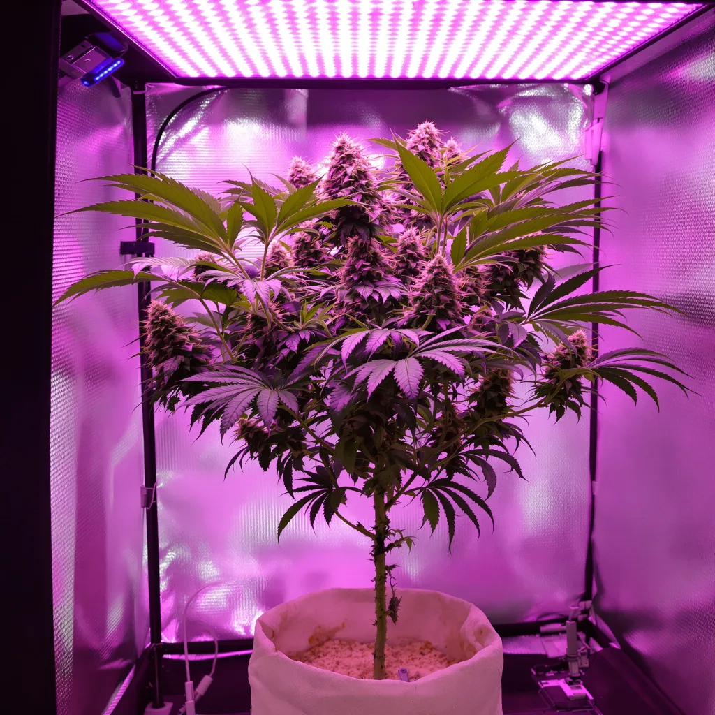 Blue Alien cannabis plant in flowering stage, 90-130 cm feminized